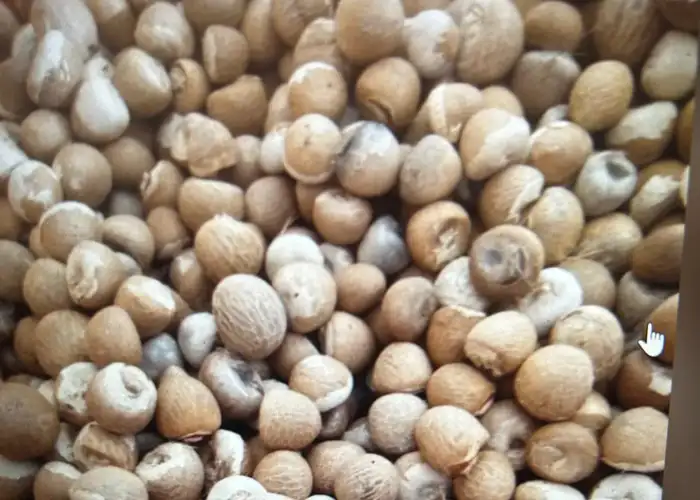 Areca nut export India