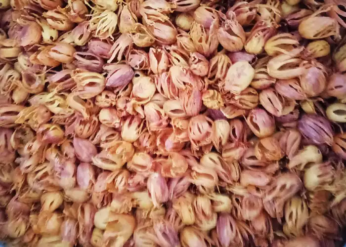 Nutmeg mace export