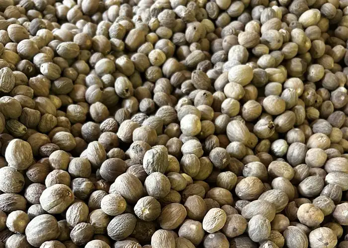 Nutmeg seed export