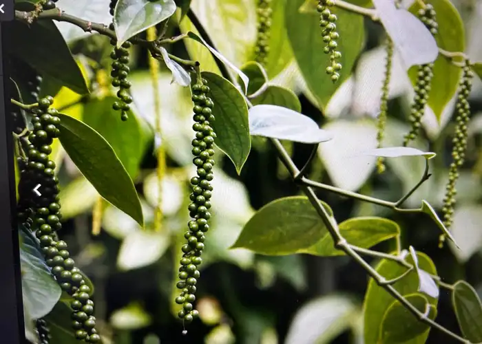 Black pepper export India